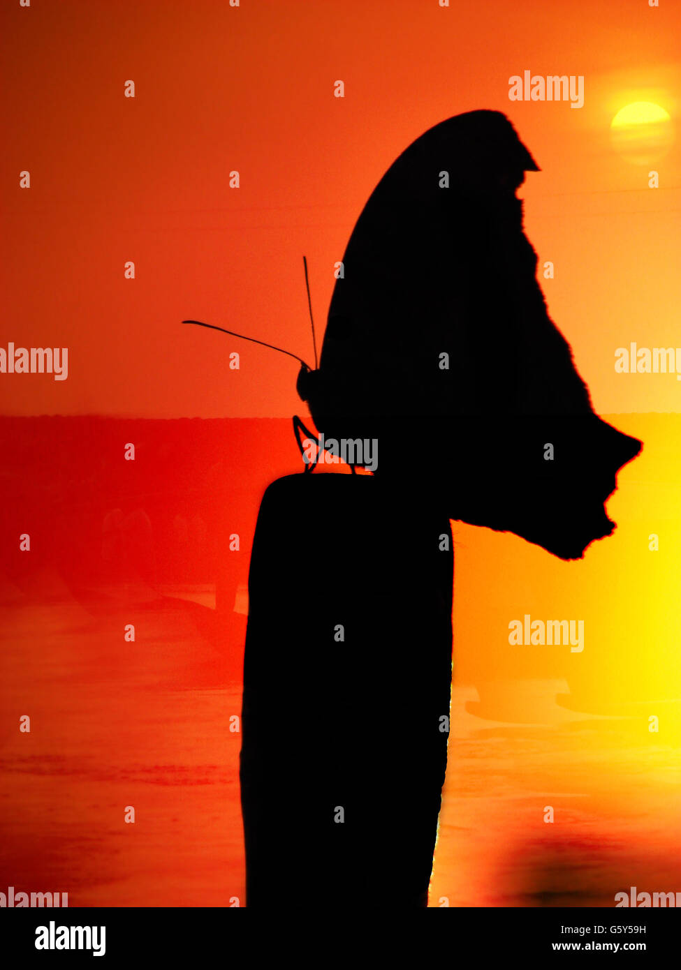 Silhouette Butterfly Foto Stock