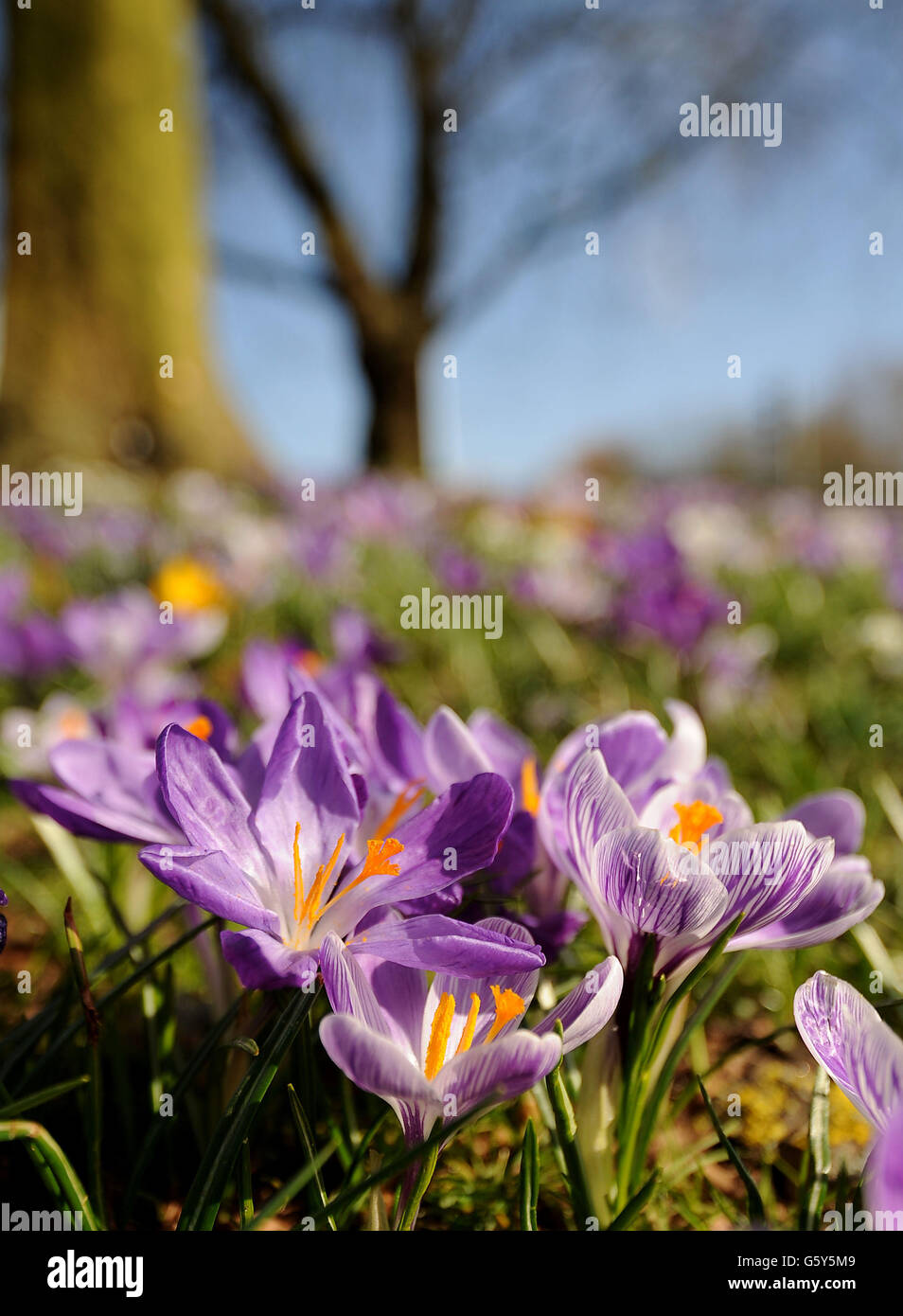Tempo di primavera 5 marzo. I cocchi in fiore a Basingstoke, Hampshire. Foto Stock