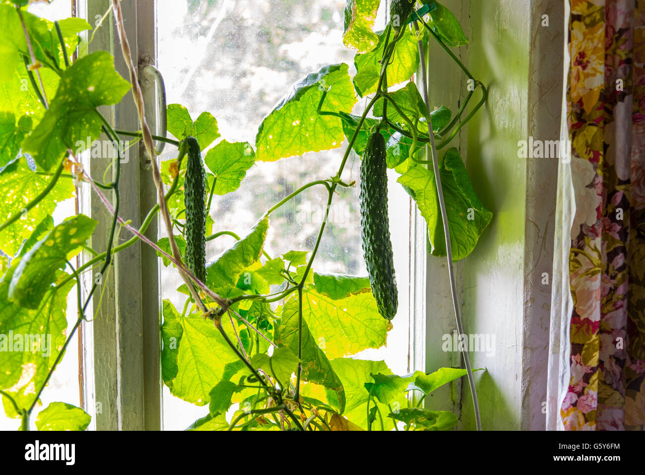 I cetrioli in crescita a casa sul davanzale Foto Stock