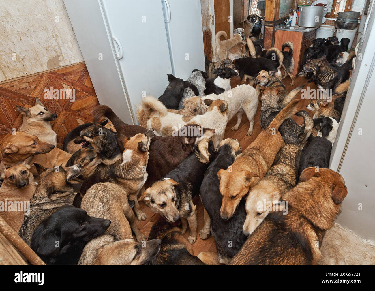 I cani gettati da persone provenienti da un senzatetto animali rifugio Foto Stock