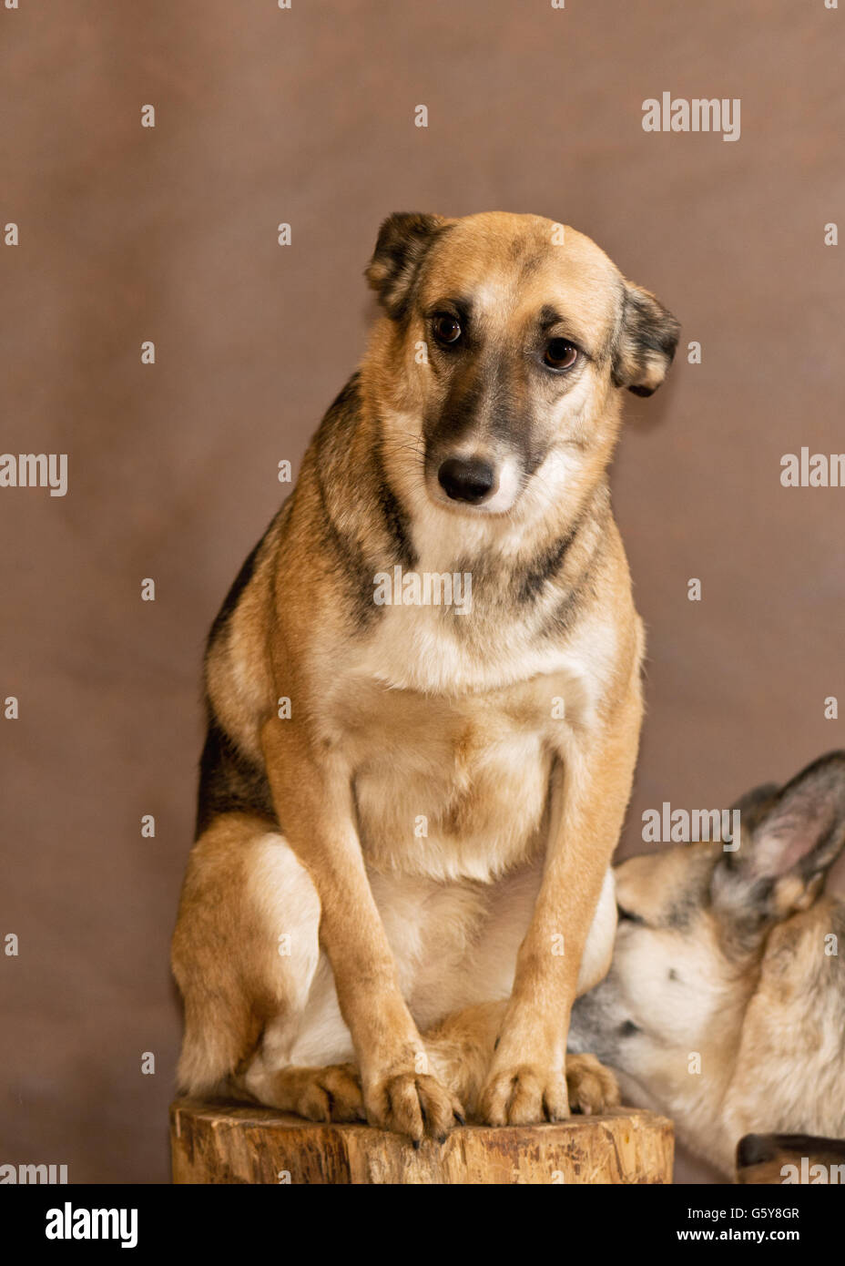 I cani gettati da persone provenienti da un senzatetto animali rifugio Foto Stock