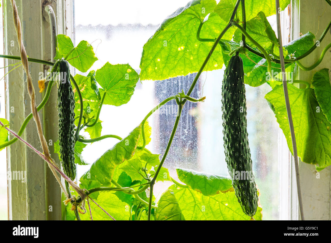 Crescendo Big cetrioli a casa sul davanzale Foto Stock