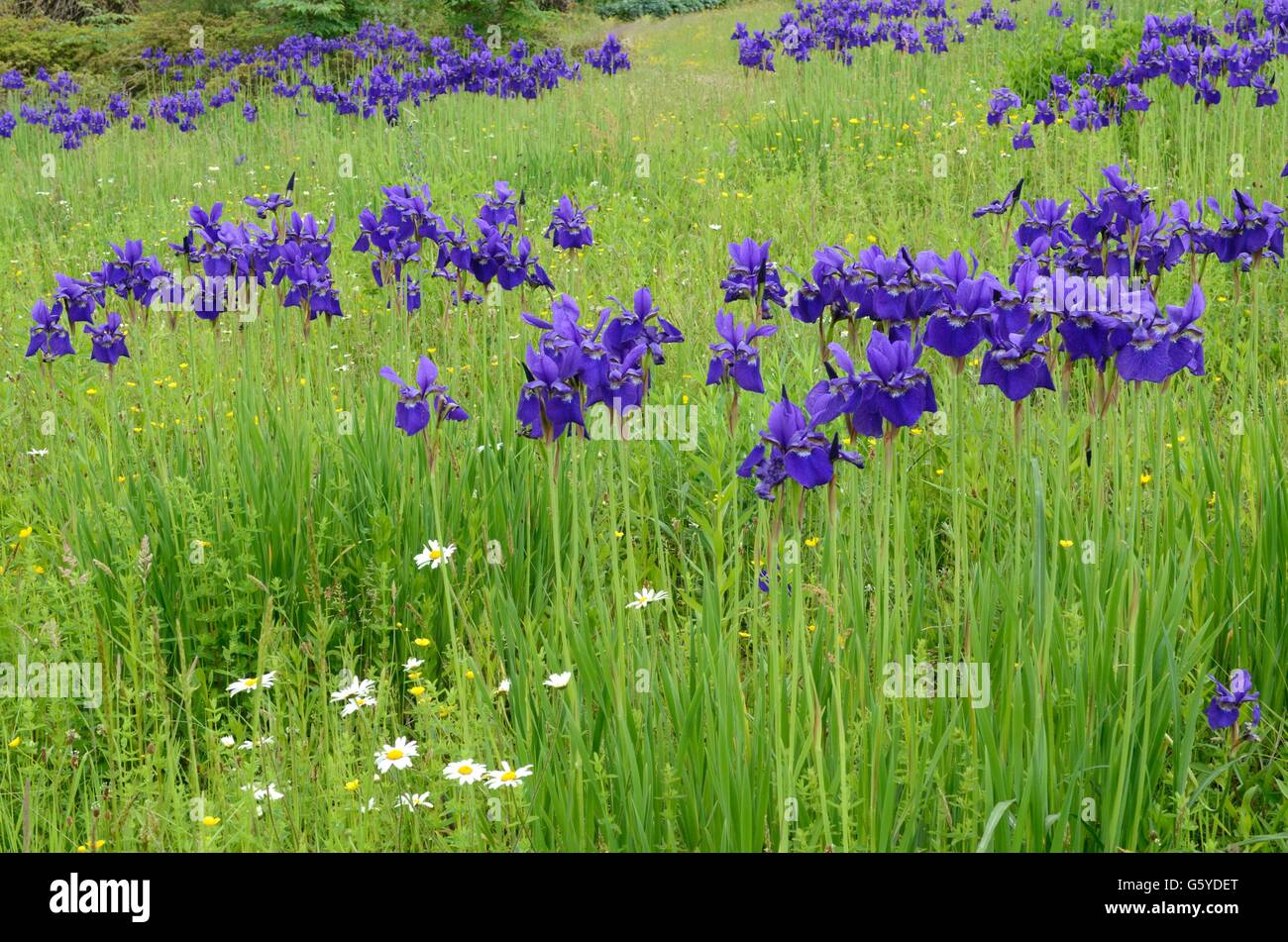 Viola Iris Sibirica cresce in un prato Foto Stock