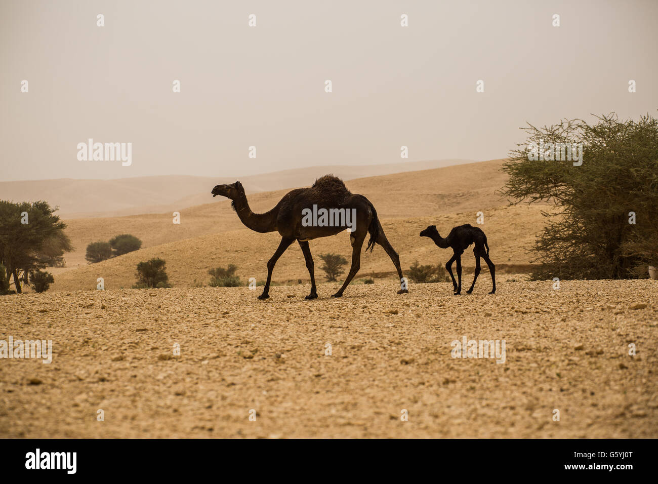 Kamel e baby kamel in Arabia Saudita deserto Foto Stock