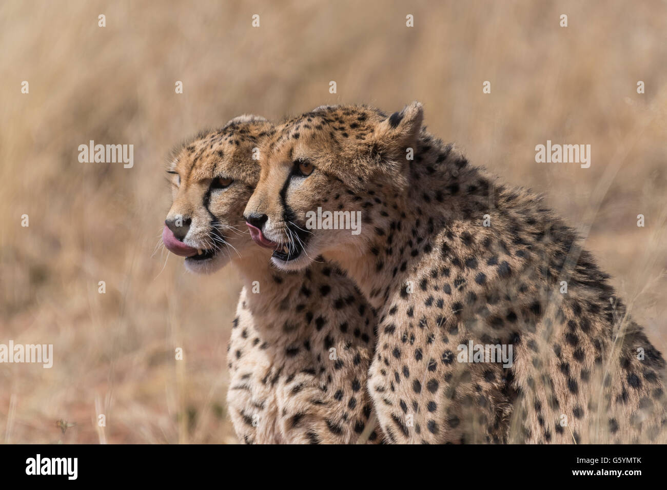 Due ghepardi (Acinonyx jubatus) su lookout, Deserto Kalahari, Namibia Foto Stock