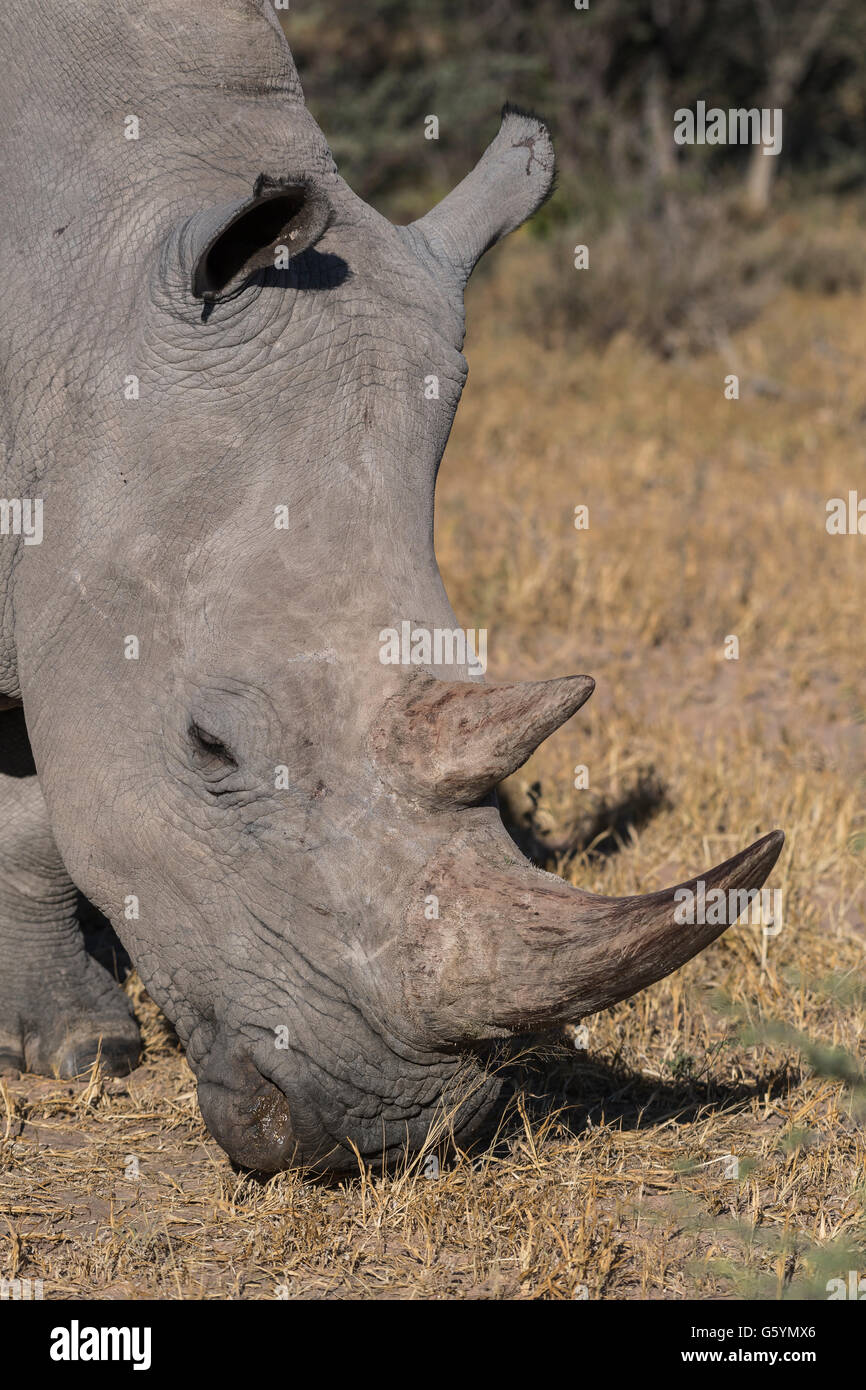 Rinoceronte bianco (Ceratotherium simum) pascolo, Waterberg, Otjozondjupa, Namibia Foto Stock