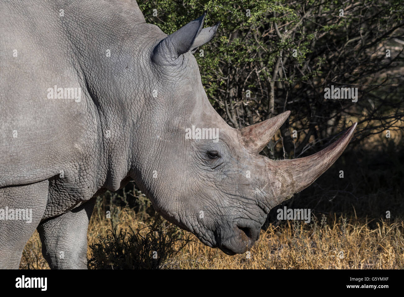 Rinoceronte bianco (Ceratotherium simum), ritratto, vista laterale, Waterberg, Otjozondjupa, Namibia Foto Stock