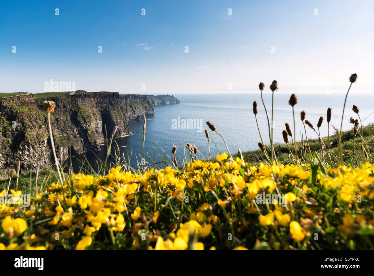 Trifoglio Birdsfoot Scogliere di Moher Clare Irlanda Wild modo atlantico Foto Stock