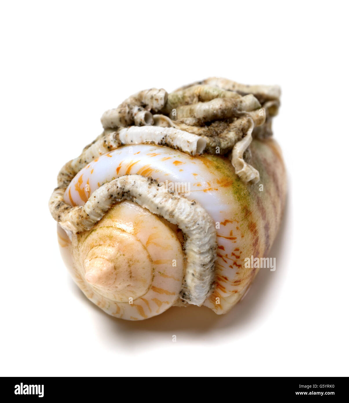 Guscio di lumaca cono isolato su sfondo bianco. Vista ravvicinata. Foto Stock