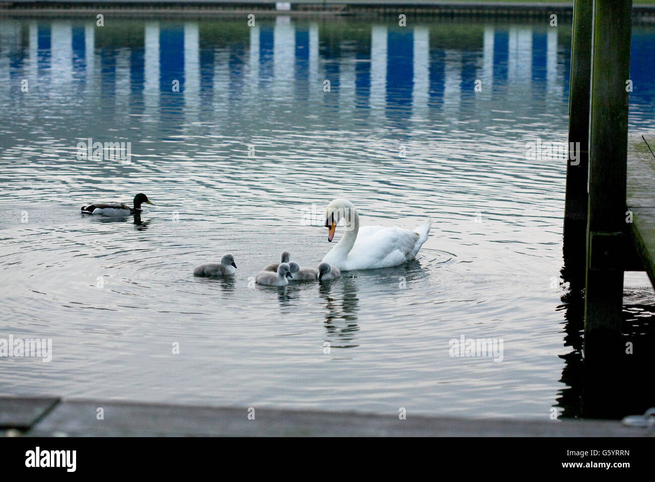 Il White Swan madre e cinque cygnets sul fiume Tamigi a Henley e anatra con la riflessione di Henley Regatta tende sullo sfondo Foto Stock