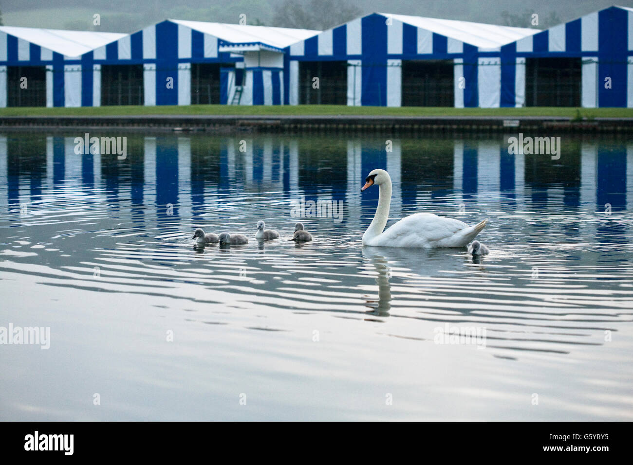 Il White Swan con cinque cygnets sul fiume Tamigi la mattina presto con blu e bianca a strisce regata tende in background Foto Stock