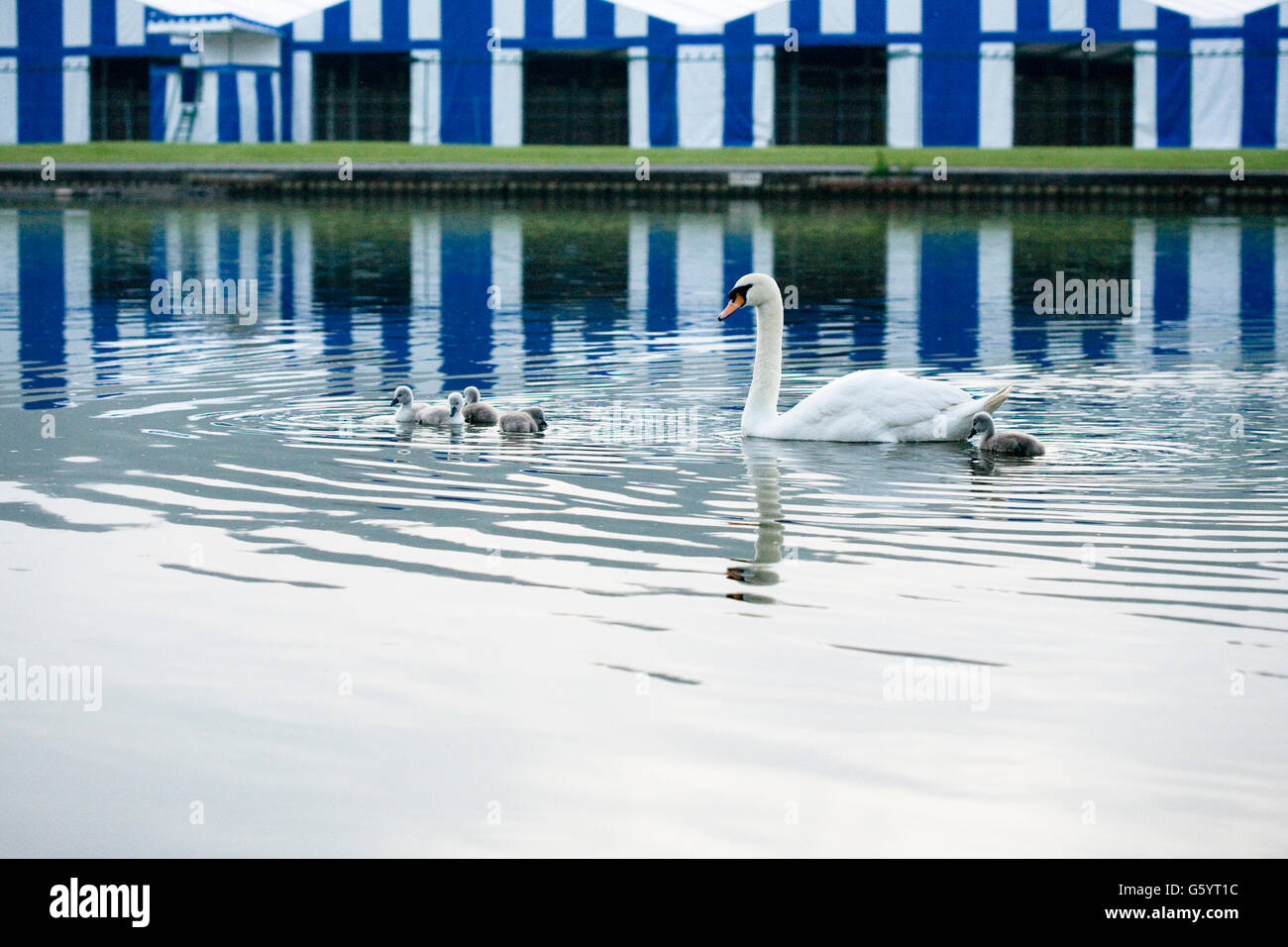 Il White Swan e cinque cygnets sul fiume a Henley on Thames per una nuotata con il blu e il bianco tende a strisce dietro Foto Stock