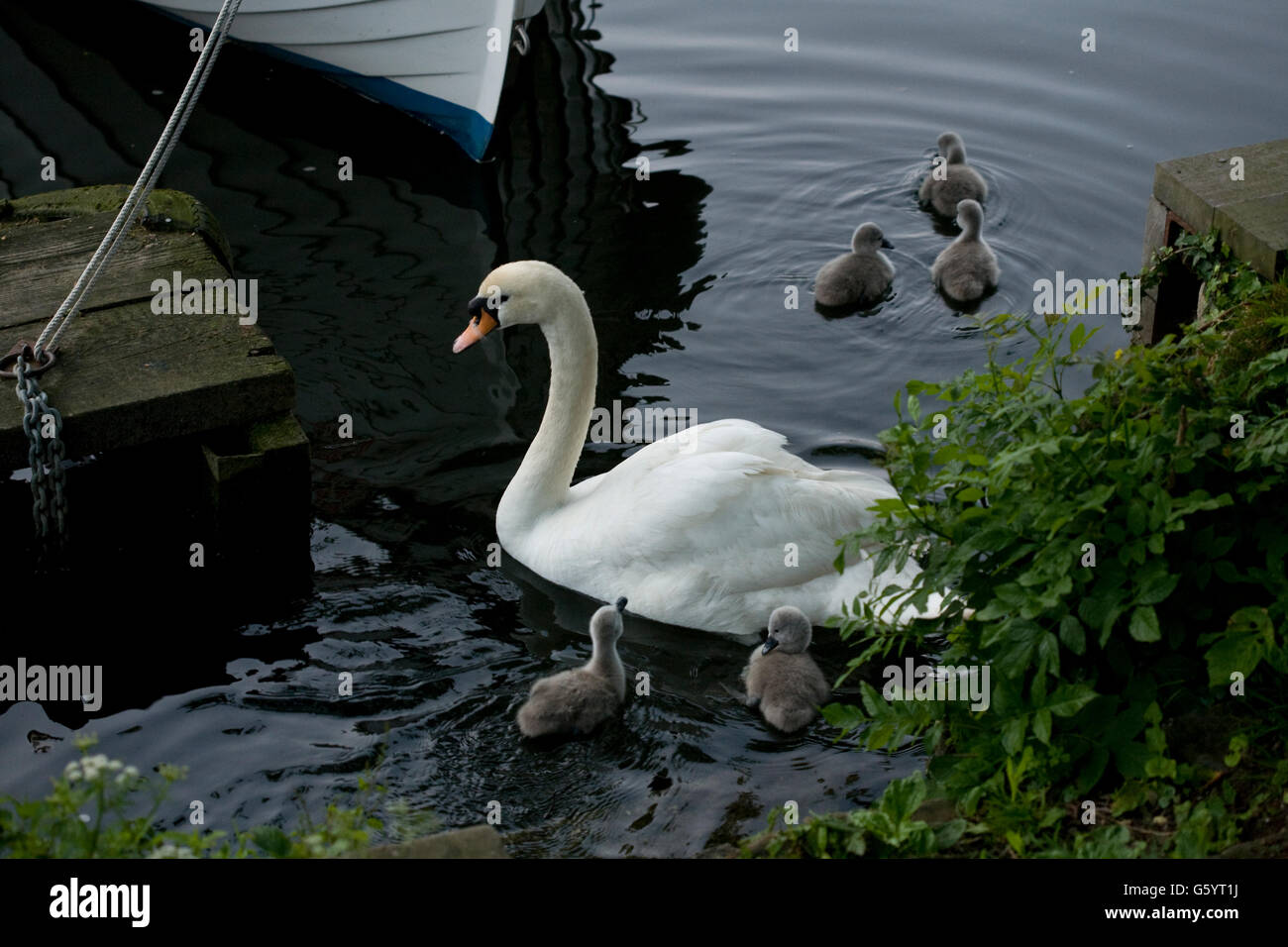 Il White Swan e cygnets l'impostazione off sul Fiume Foto Stock