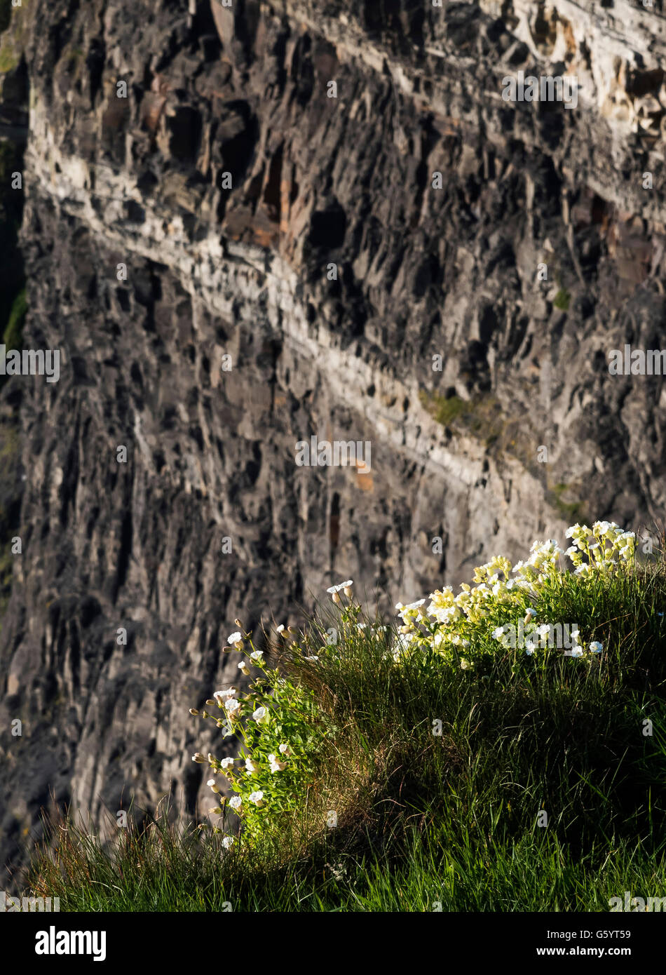 Mare Campion Scogliere di Moher Clare Irlanda Wild modo atlantico Foto Stock