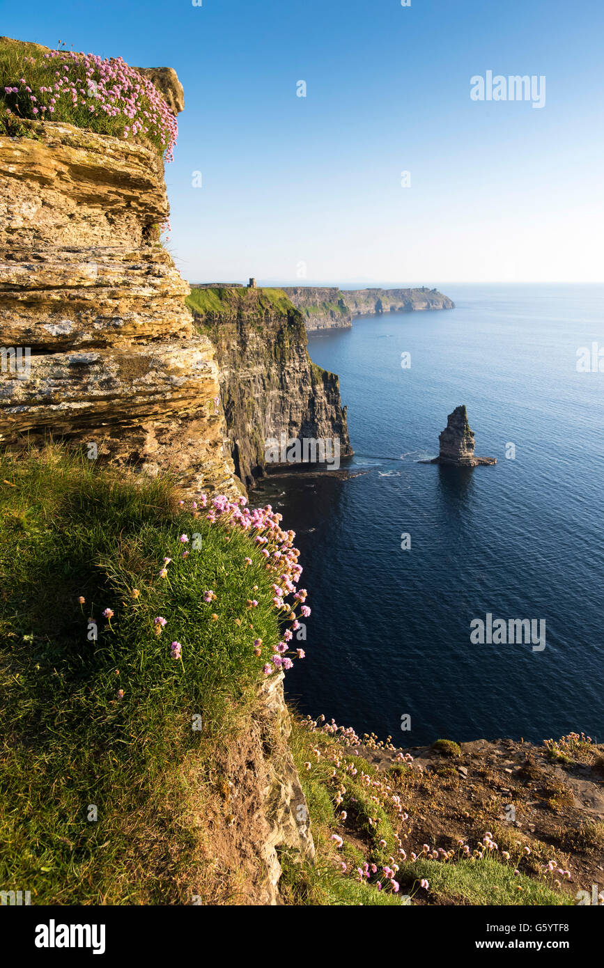 Mare Rosa Scogliere di Moher Clare Irlanda Wild modo atlantico Foto Stock