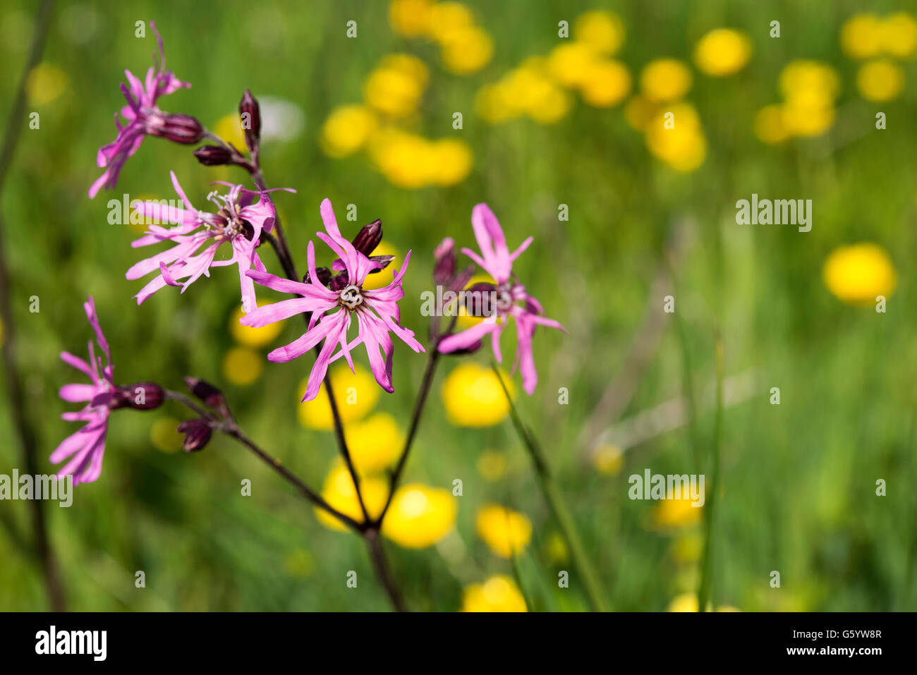 Ragged Robin nel campo Buttercup Foto Stock