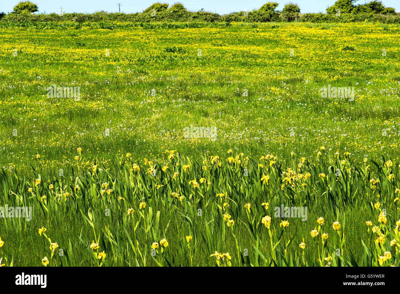 Bandiera gialla Iris, Buttercup,Lehinch,Clare, Irlanda, campo, prato, fiori selvatici, Foto Stock