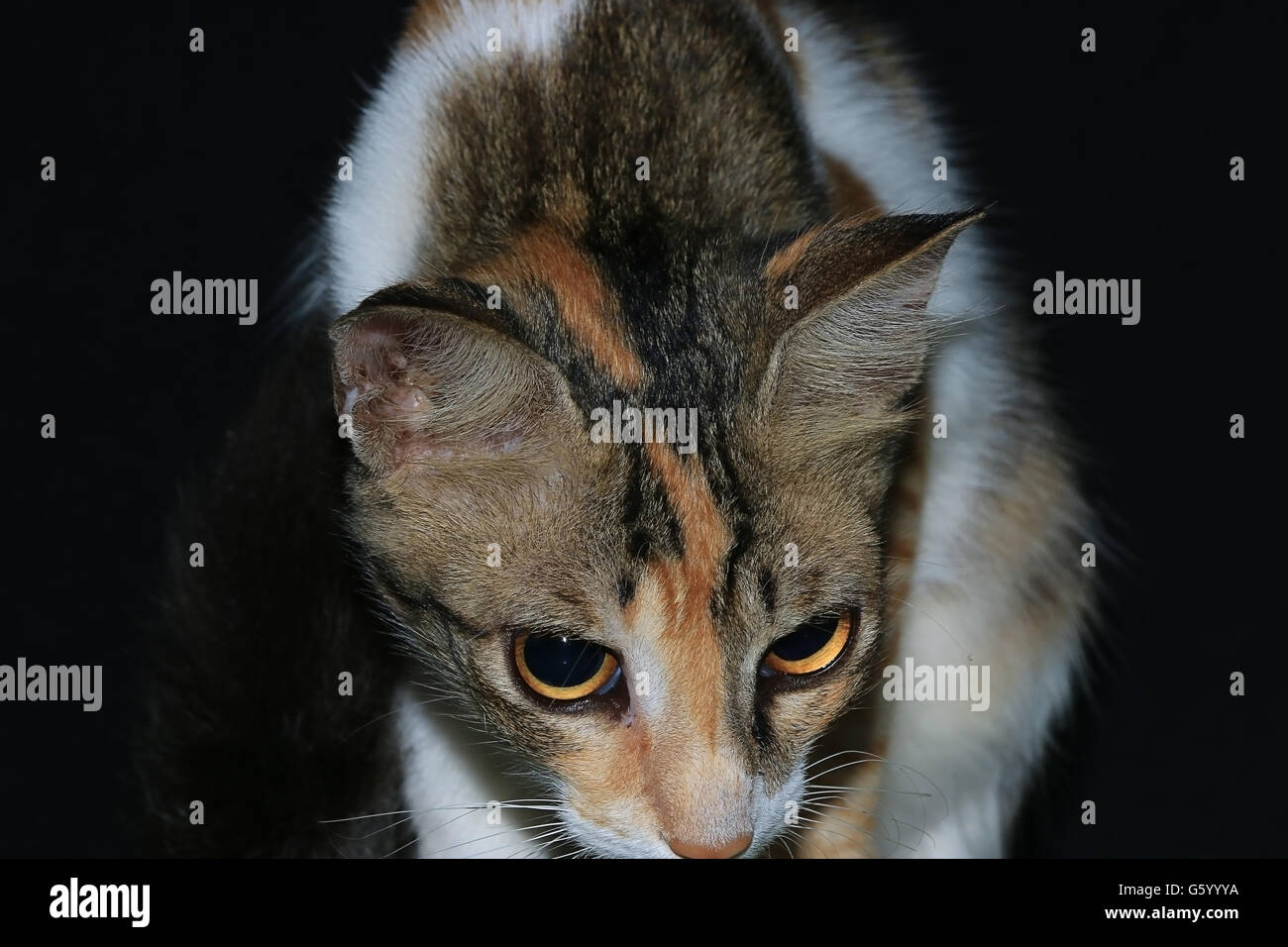 Un indiano gatto domestico Foto Stock