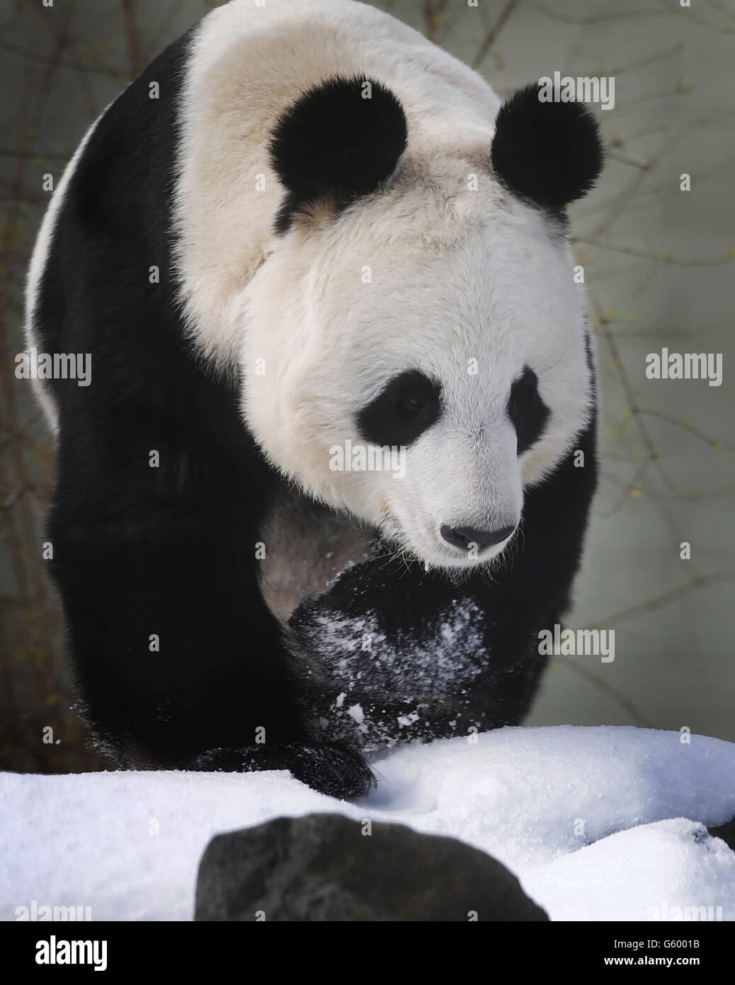 Tian Tian il Panda. Tian Tian the Panda gioca nella neve allo Zoo di Edimburgo. Foto Stock