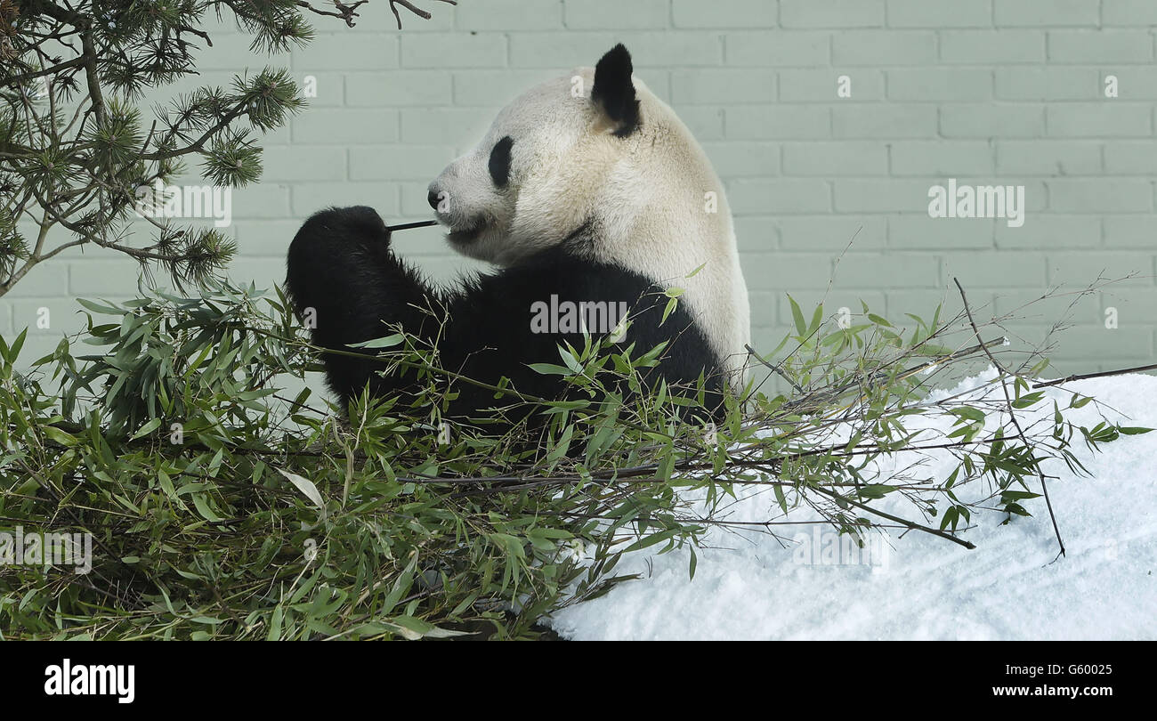 Tian Tian il Panda. Yang Guang il Panda mangia un po' di bambù nella neve allo Zoo di Edimburgo. Foto Stock