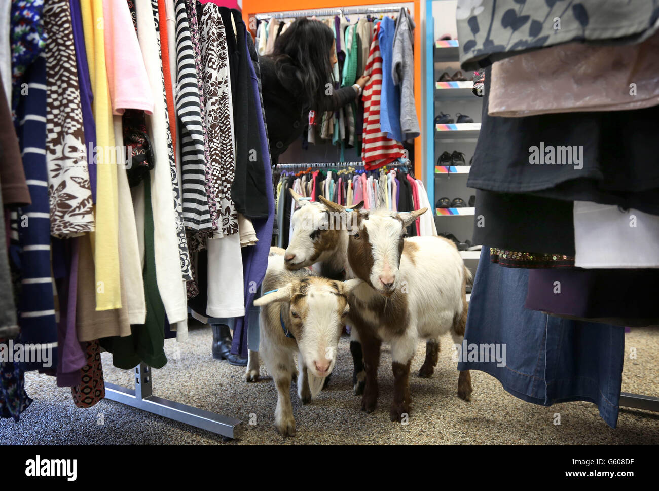 I clienti continuano a fare acquisti mentre quattro capre girano intorno ai  binari di abbigliamento nel negozio Age UK di Romford, Essex, poiché Age UK  e Age International mirano a evidenziare come