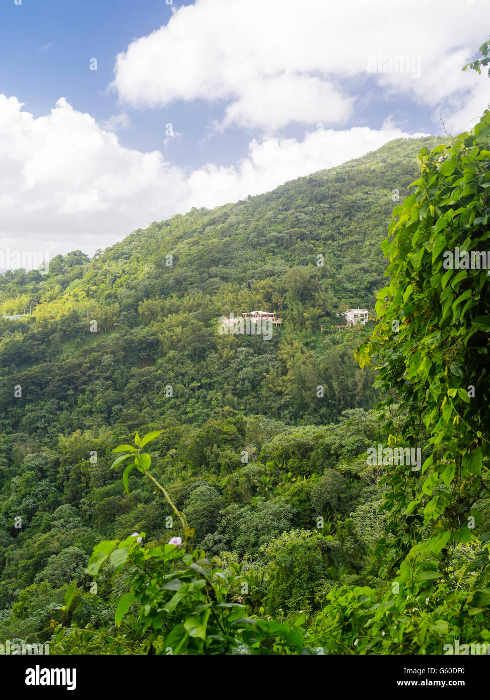 Vista della Casa fiammeggiante, un bed and breakfast di El Yunque National Forest, a nord di Naguabo, Puerto Rico. Foto Stock