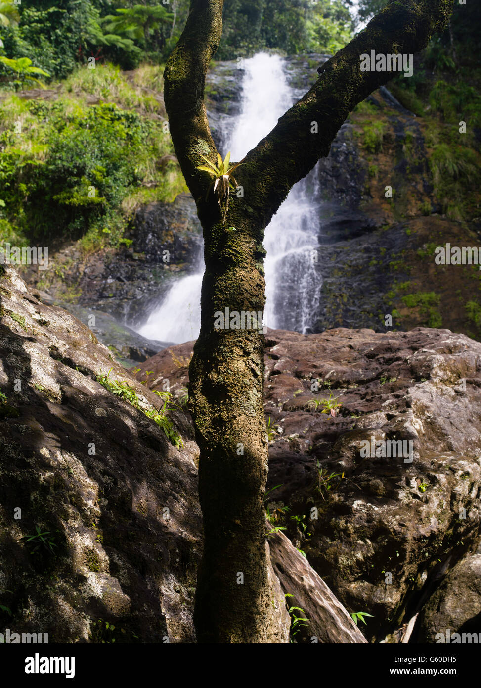 Albero e bromeliad, con Los Prieto cade, El Yunque National Forest, a nord di Naguabo, Puerto Rico. Foto Stock