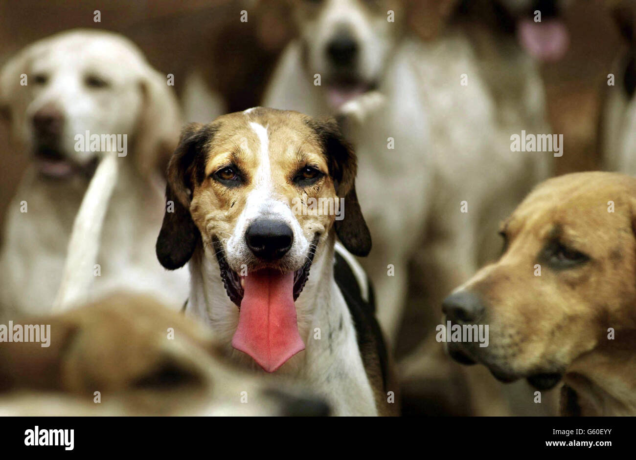 Cani da caccia alla Greenwells Farm, Melrose, ai confini scozzesi, il cui futuro è sconosciuto dopo l'entrata in vigore della legge sulla protezione dei mammiferi selvatici (Scozia). Foto Stock