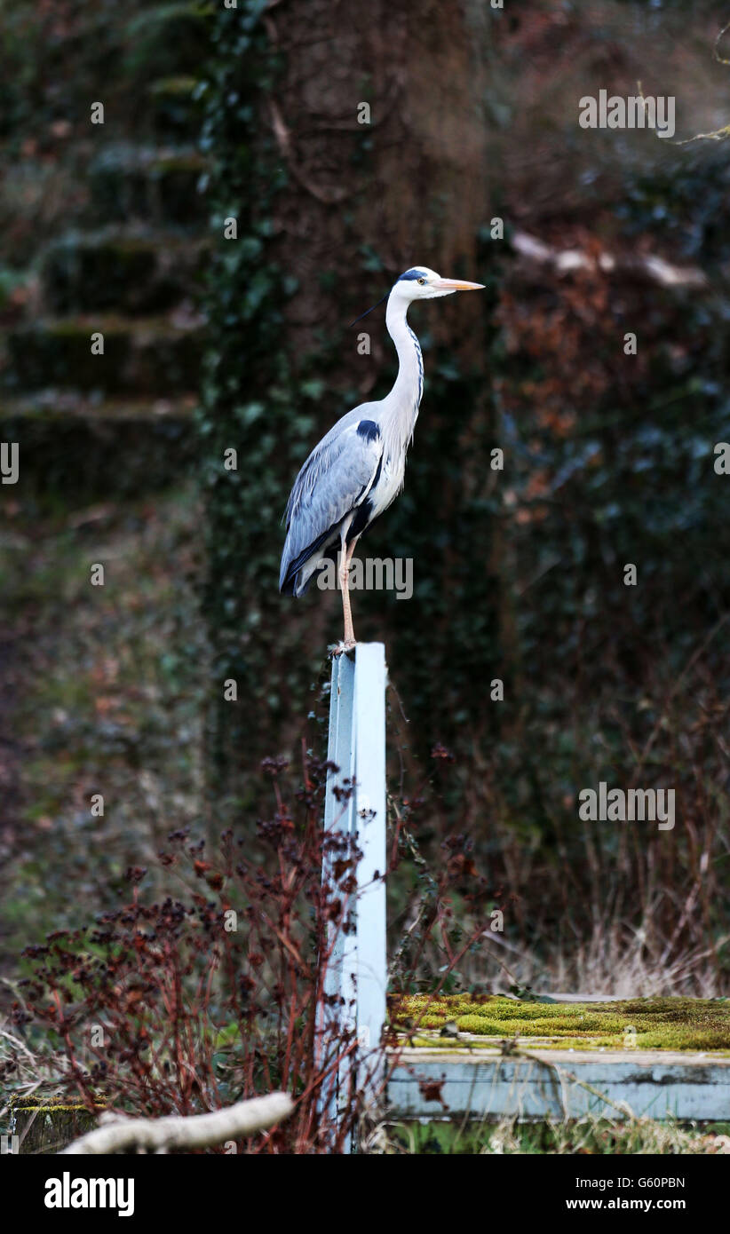 Immagine standalone di un herron. AUTONOMO: Un airone si trova su un ponte vicino al lago artificiale di Toves Nose, Langley, Cheshire. Foto Stock