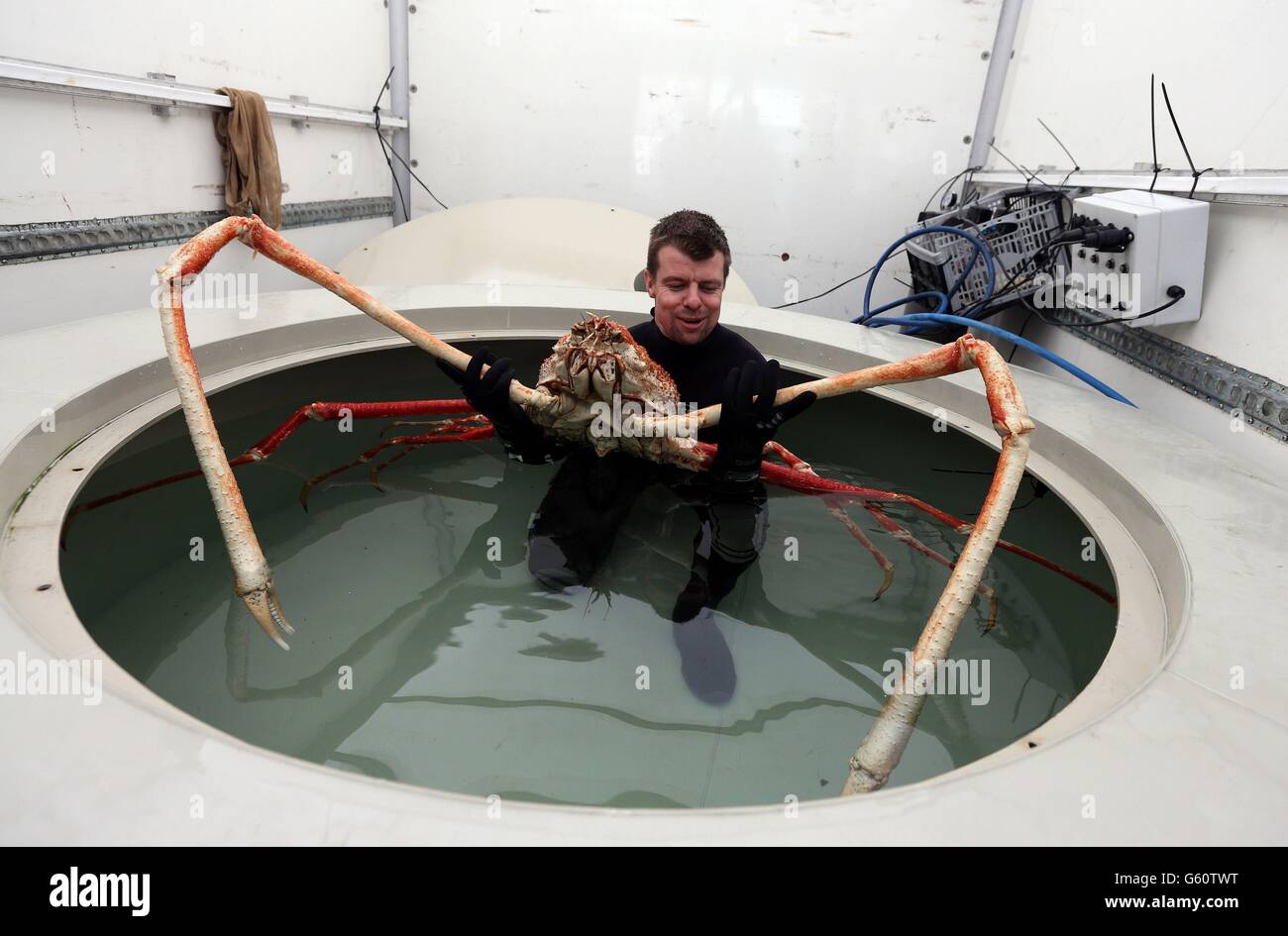 Il curatore senior di Sea Life Chris Brown si prepara a spostare il granchio di Spider giapponese chiamato Big Daddy mentre si stabilisce nella sua nuova casa al Sea Life Centre di Blackpool. Foto Stock