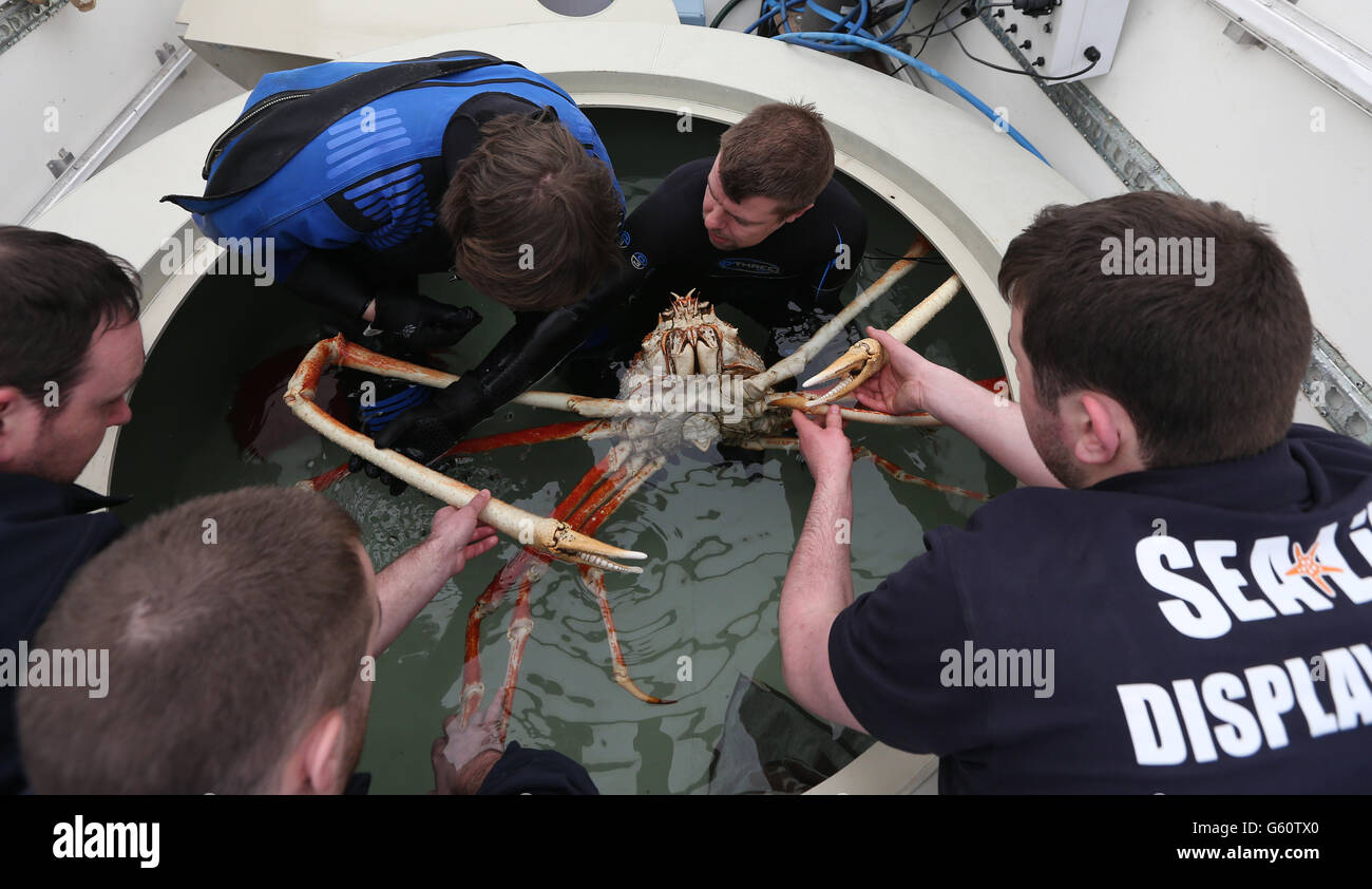 Il curatore senior di Sea Life Chris Brown (centro a destra) e altri quattro membri del personale si preparano a spostare un granchio giapponese Spider di nome Big Daddy mentre si trova nella sua nuova casa al Sea Life Center di Blackpool. Foto Stock