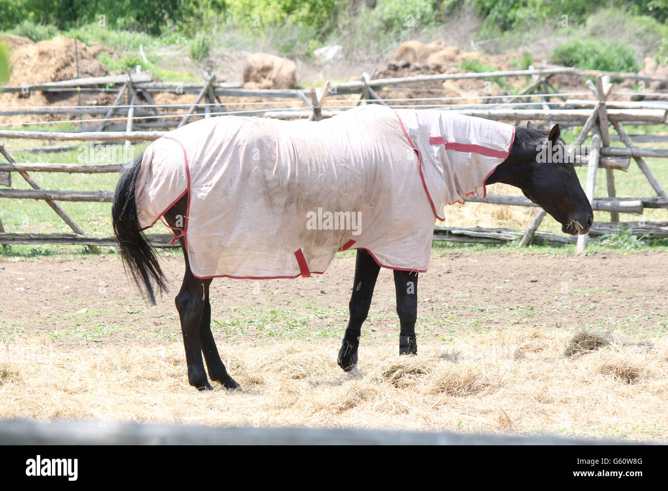 Cavallo che indossa una leggera copertura protettiva in un piccolo recinto chiuso. Foto Stock