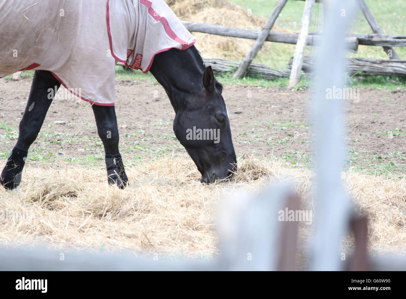 Cavallo che indossa una leggera copertura protettiva in un piccolo recinto chiuso. Foto Stock