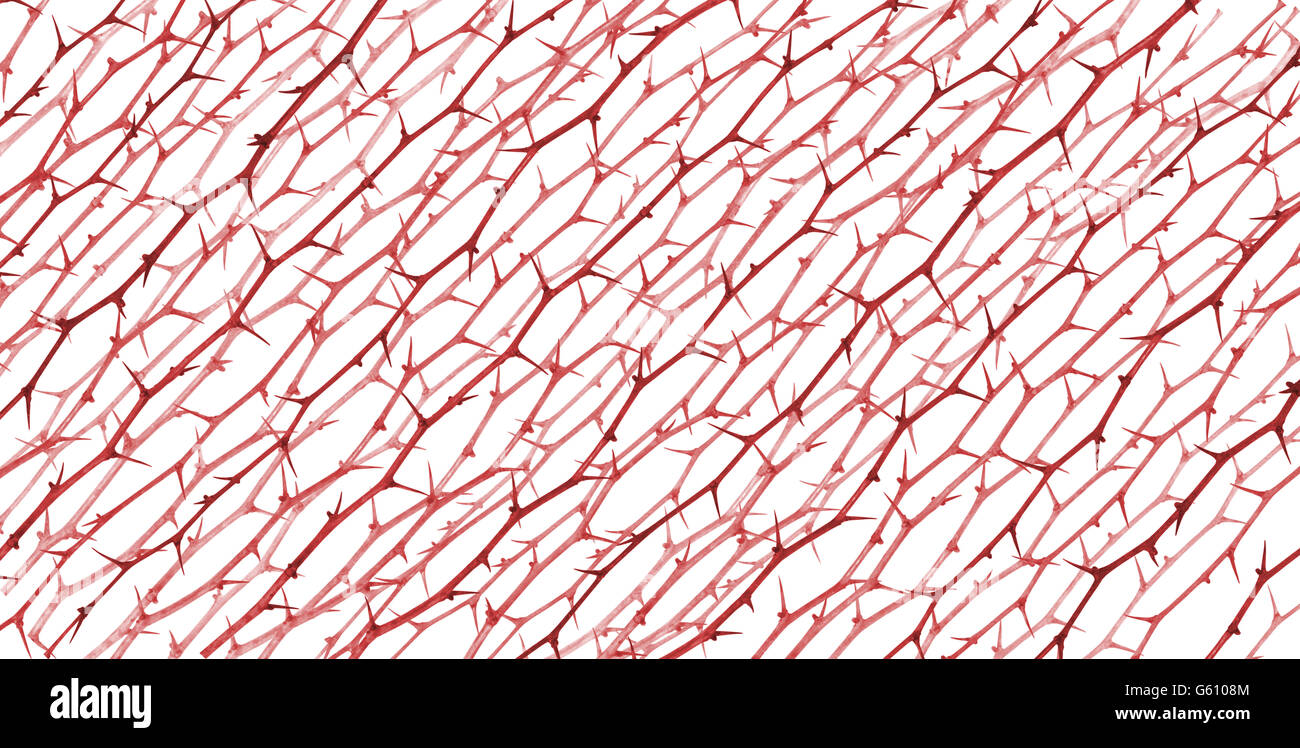 Spinosa linee di rose, posizionati diagonalmente in una fila, colorato in rosso, leggermente sfumano in bianco assoluto. Foto Stock