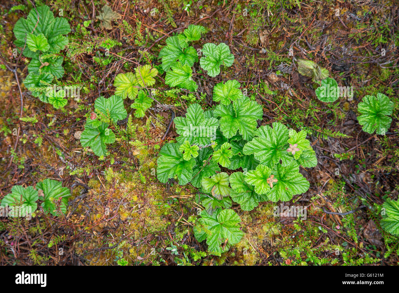 Paesaggio di Kakerdaja Bog, Korvemaa, Estonia Foto Stock
