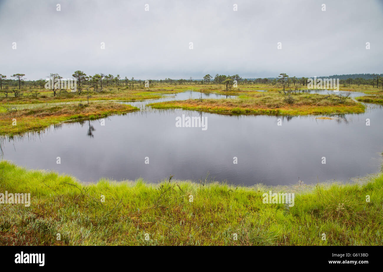 Paesaggio di Kakerdaja Bog, Korvemaa, Estonia Foto Stock