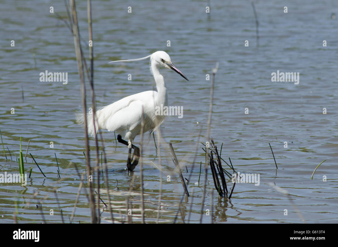 Garzetta (Egretta garzetta] alla ricerca di cibo su il Parco Nazionale Broads del Norfolk, Regno Unito. Giugno Foto Stock