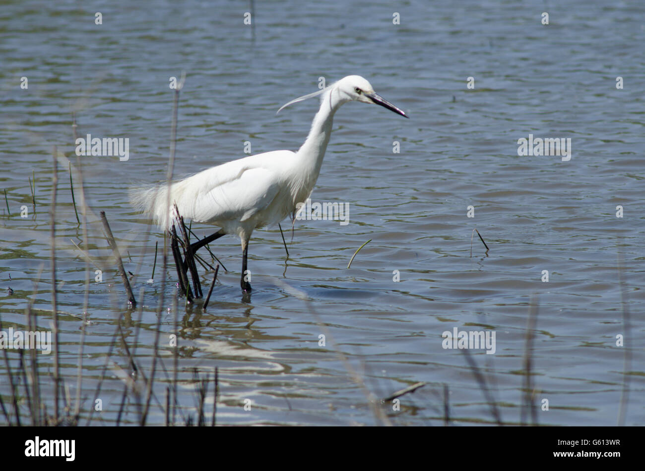 Garzetta (Egretta garzetta] alla ricerca di cibo su il Parco Nazionale Broads del Norfolk, Regno Unito. Giugno Foto Stock