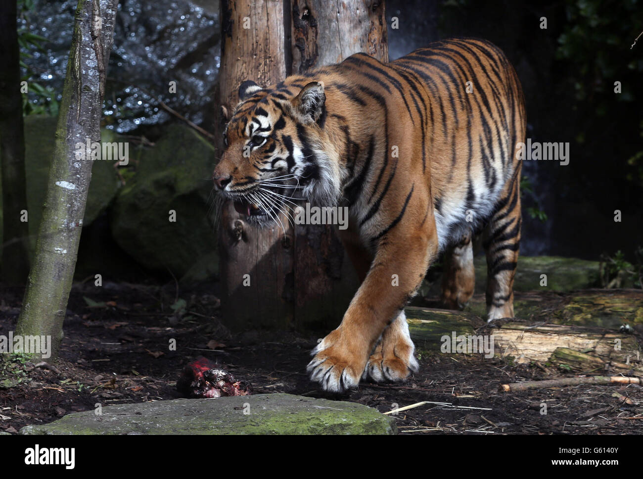 Baginda la tigre di Sumatran celebra il suo decimo compleanno allo Zoo di Edimburgo. Le tigri di Sumatran sono elencate come criticamente minacciate con solo 300 rimaste in natura. Foto Stock
