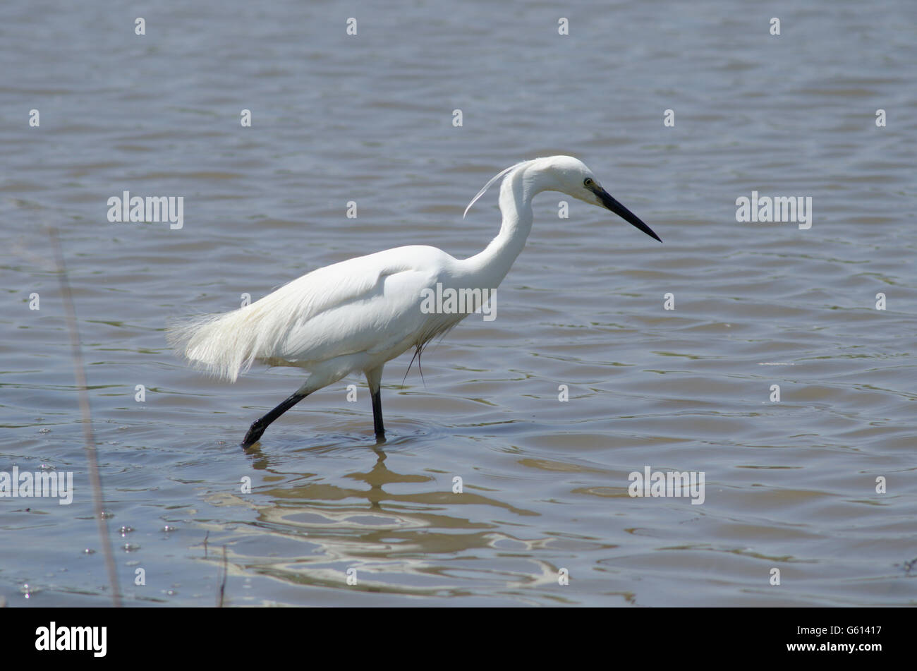 Garzetta (Egretta garzetta] alla ricerca di cibo su il Parco Nazionale Broads del Norfolk, Regno Unito. Giugno Foto Stock