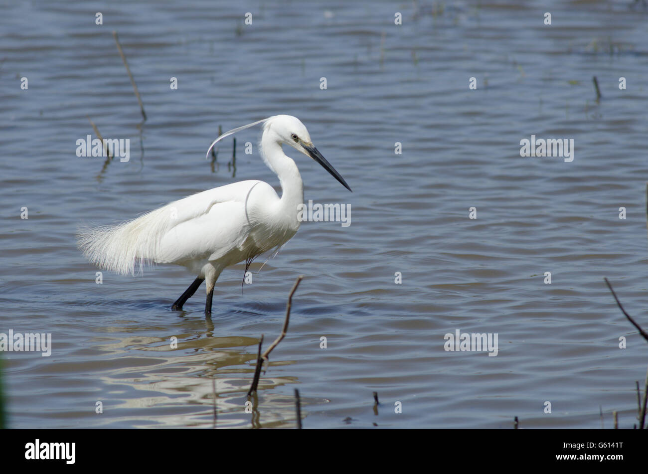 Garzetta (Egretta garzetta] alla ricerca di cibo su il Parco Nazionale Broads del Norfolk, Regno Unito. Giugno Foto Stock