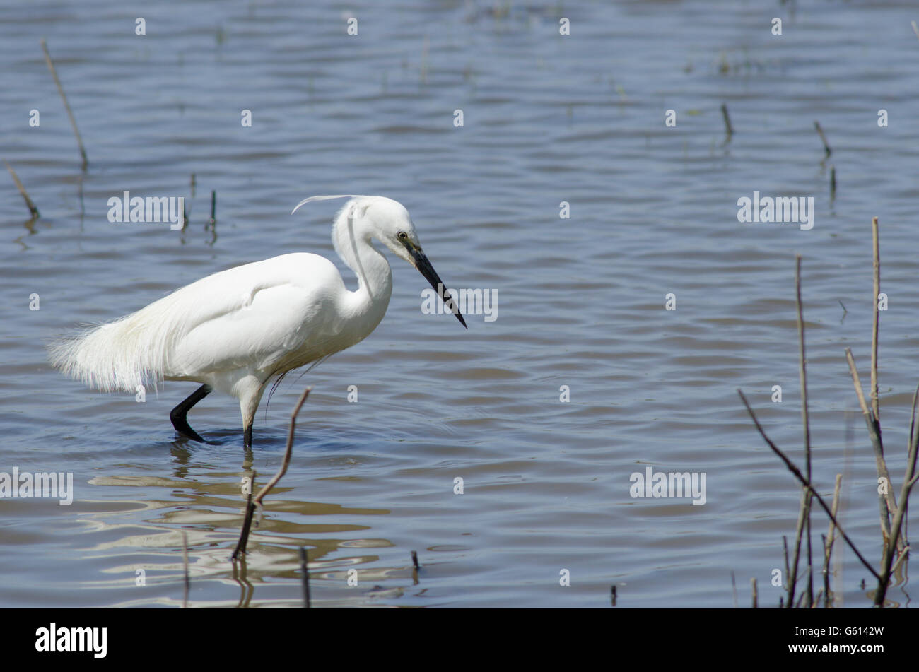Garzetta (Egretta garzetta] agitazione di fango con la sua fooot mentre alla ricerca di cibo su il Parco Nazionale Broads del Norfolk, Regno Unito. Giugno Foto Stock