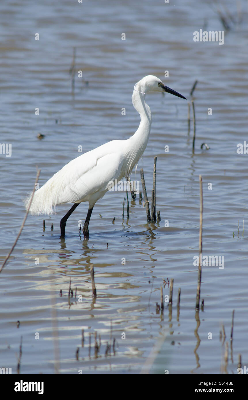 Garzetta (Egretta garzetta] alla ricerca di cibo su il Parco Nazionale Broads del Norfolk, Regno Unito. Giugno Foto Stock