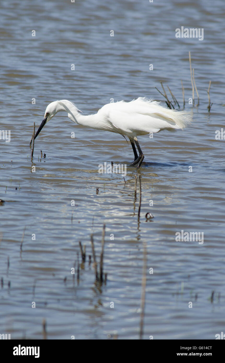Garzetta (Egretta garzetta] alla ricerca di cibo su il Parco Nazionale Broads del Norfolk, Regno Unito. Giugno Foto Stock