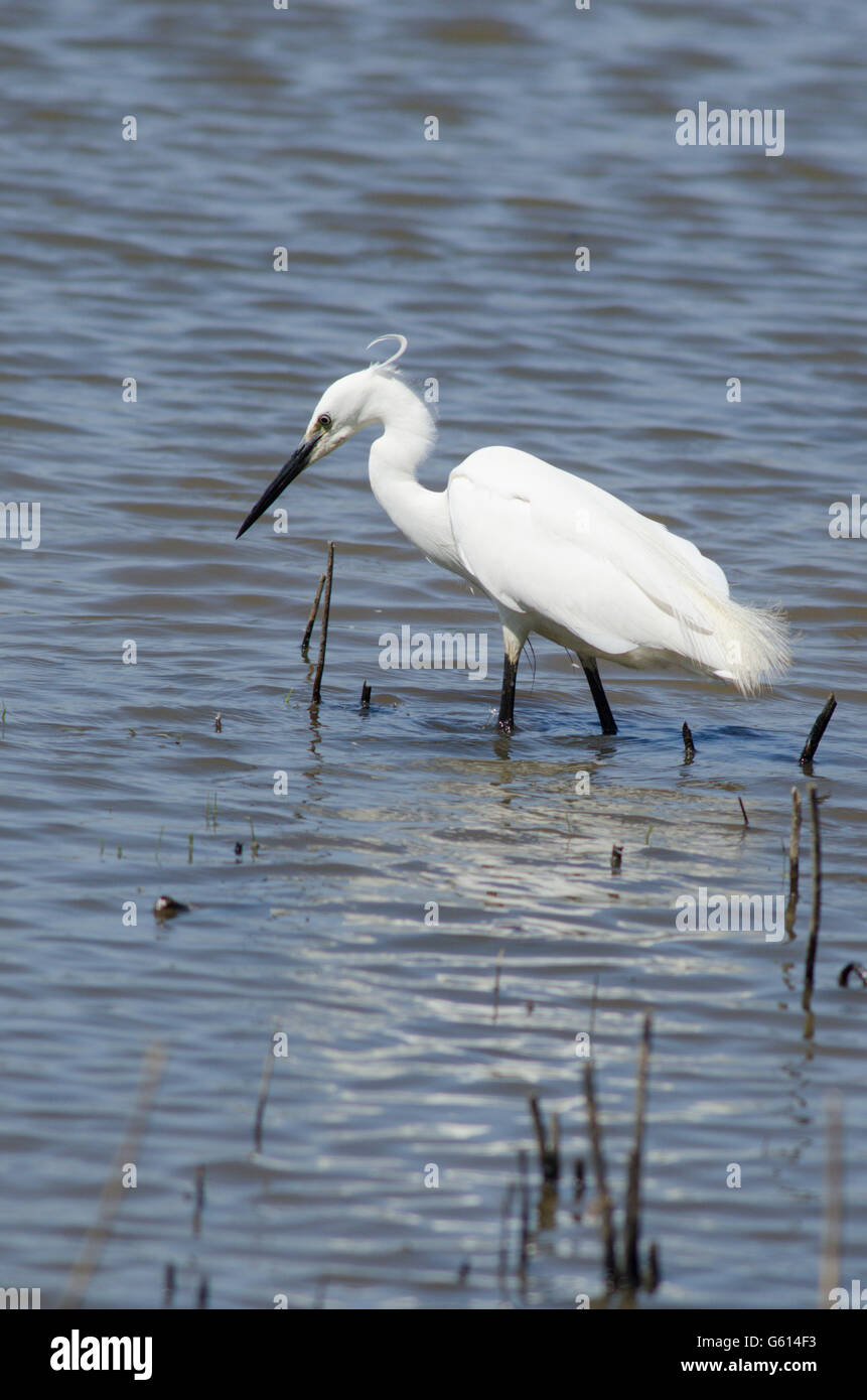 Garzetta (Egretta garzetta] alla ricerca di cibo su il Parco Nazionale Broads del Norfolk, Regno Unito. Giugno Foto Stock