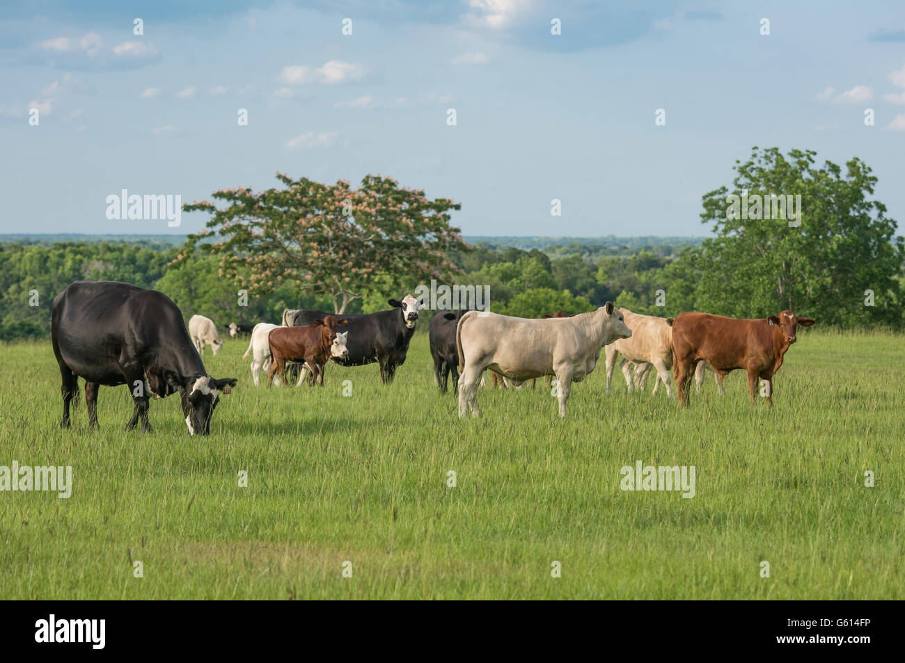 Mandria di vacche di manzo in pascolo Foto Stock
