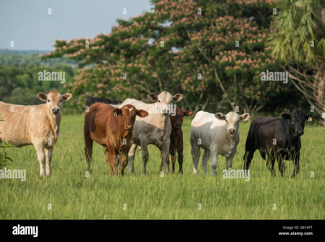 Mandria di vacche di manzo in pascolo Foto Stock