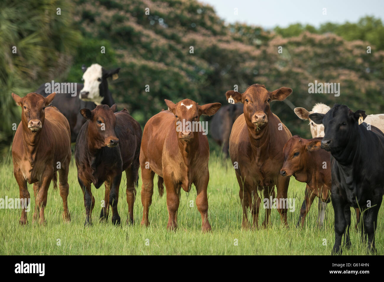 Mandria di vacche di manzo in pascolo Foto Stock