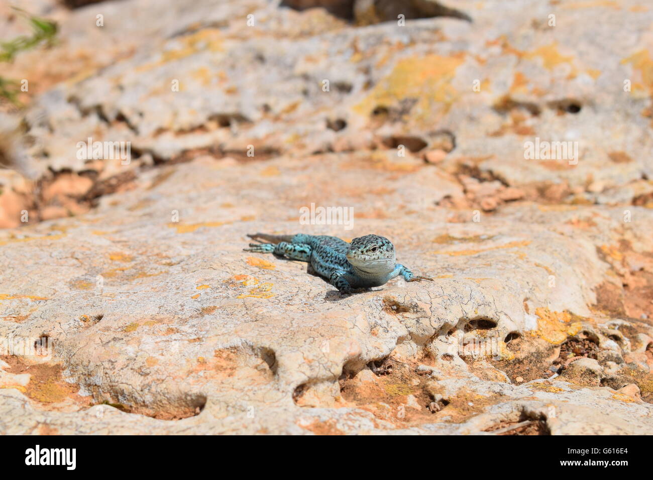 Podarcis Pityusensis Formenterae lizard in appoggio su pietra Foto Stock