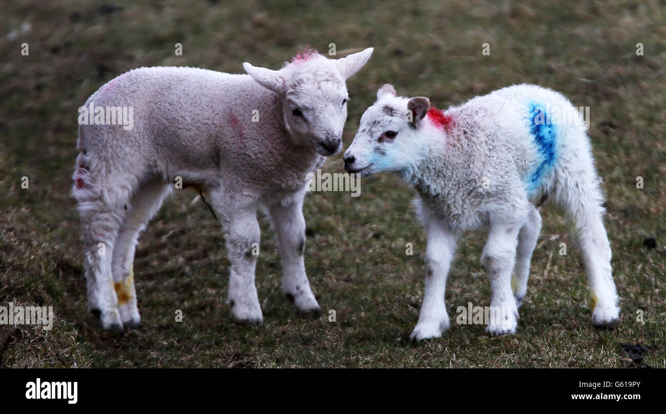 Tempo primaverile 31 marzo. Agnelli in un campo a Langley, Cheshire. Foto Stock